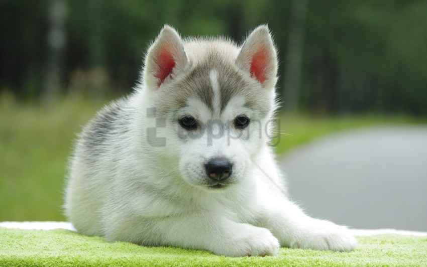 cute down husky puppy wallpaper PNG images with alpha transparency wide collection