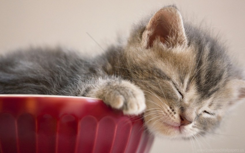 cute down kitten sleeping snout vase wallpaper Clear PNG file