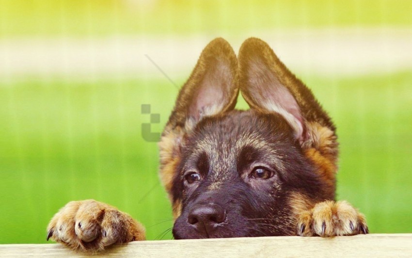 cute ears face puppy wallpaper PNG transparent stock images