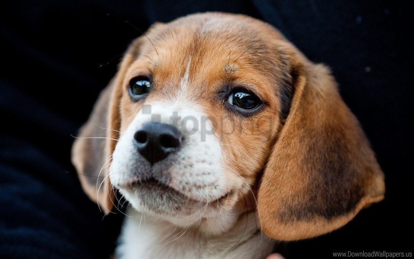 cute ears puppy snout wallpaper PNG transparent photos vast variety