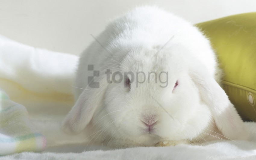 cute ears rabbit thick wallpaper PNG images with alpha channel diverse selection