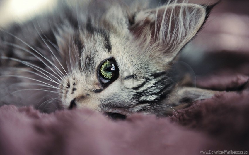 cute eyes face kitty look wallpaper PNG graphics for free