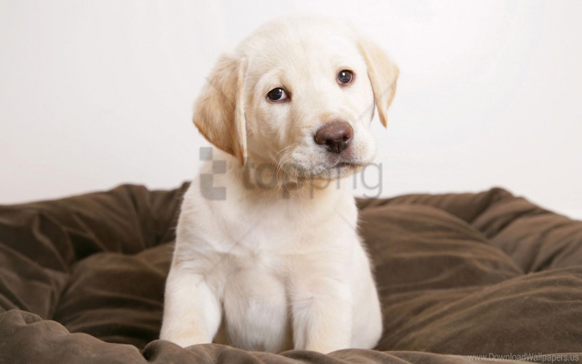 cute eyes puppy wallpaper Free transparent PNG