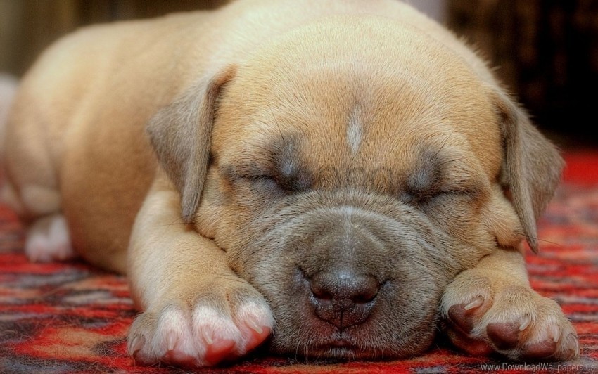 cute face puppy sleeping wallpaper PNG files with clear backdrop collection