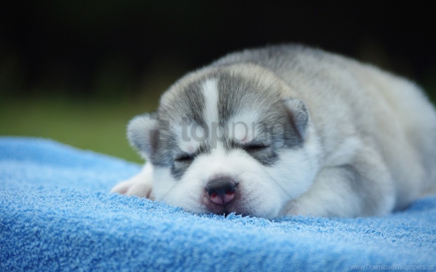 Cute Face Puppy Sleeping Wallpaper PNG Format