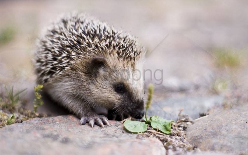 cute hedgehog nose spiny wallpaper Isolated Subject on HighQuality PNG