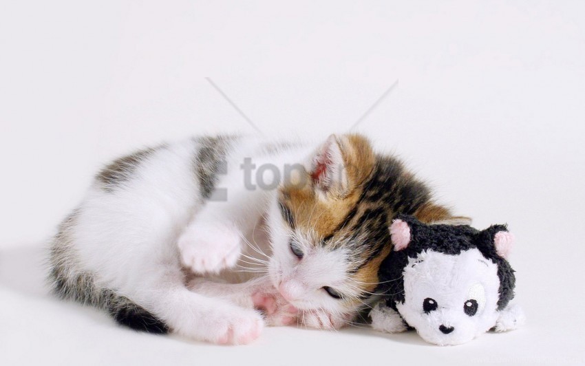 cute kitten little sleeping toys wallpaper Free PNG images with transparency collection