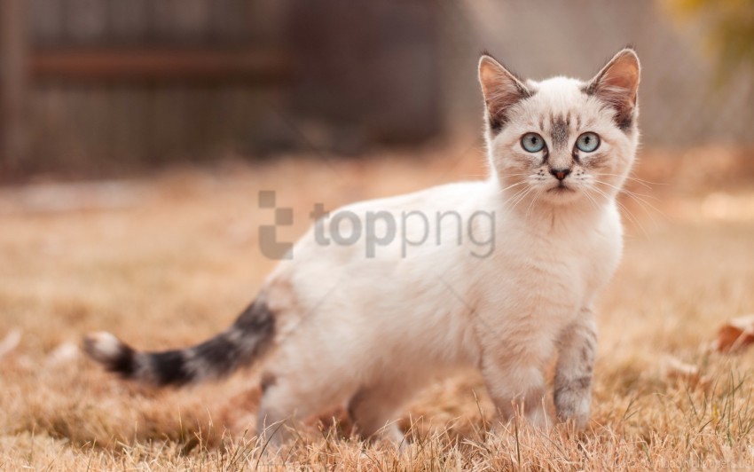 cute kitten walk wallpaper PNG image with no background