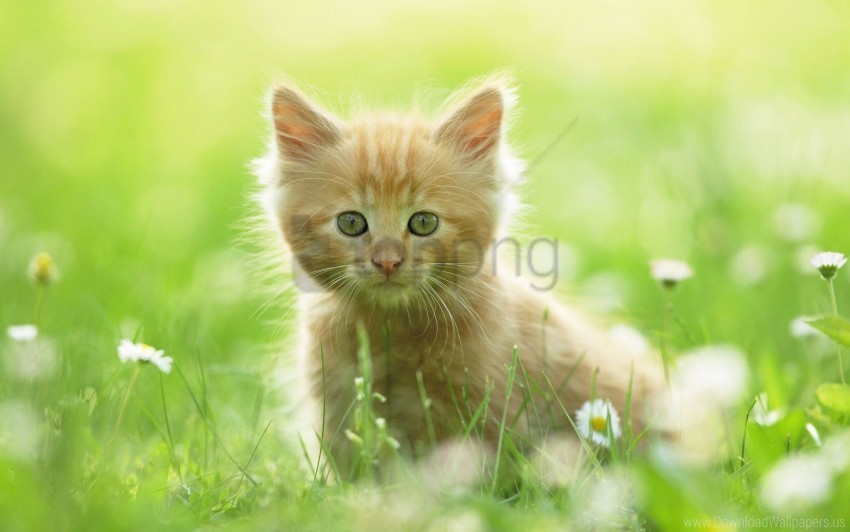 cute kitten wallpaper Transparent PNG Isolated Object