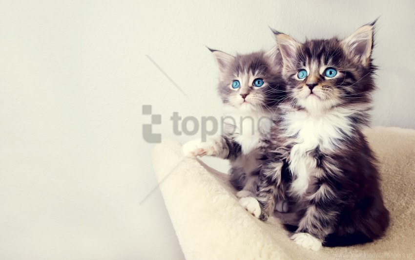 cute kittens wallpaper Transparent Background Isolated PNG Art