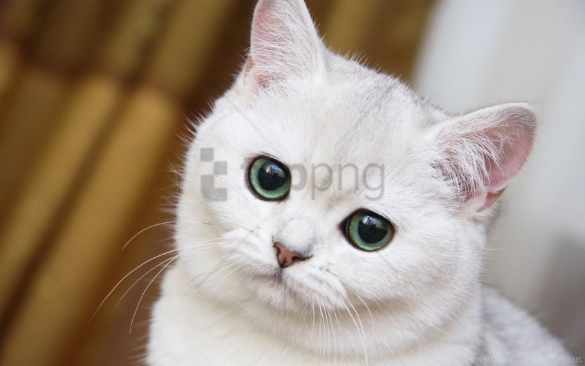 cute muzzle white cat wallpaper PNG Graphic with Transparent Background Isolation