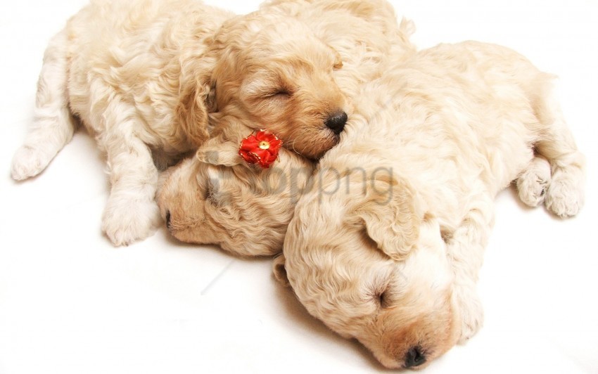 Cute Puppies Sleeping Wallpaper Transparent Background PNG Isolated Graphic