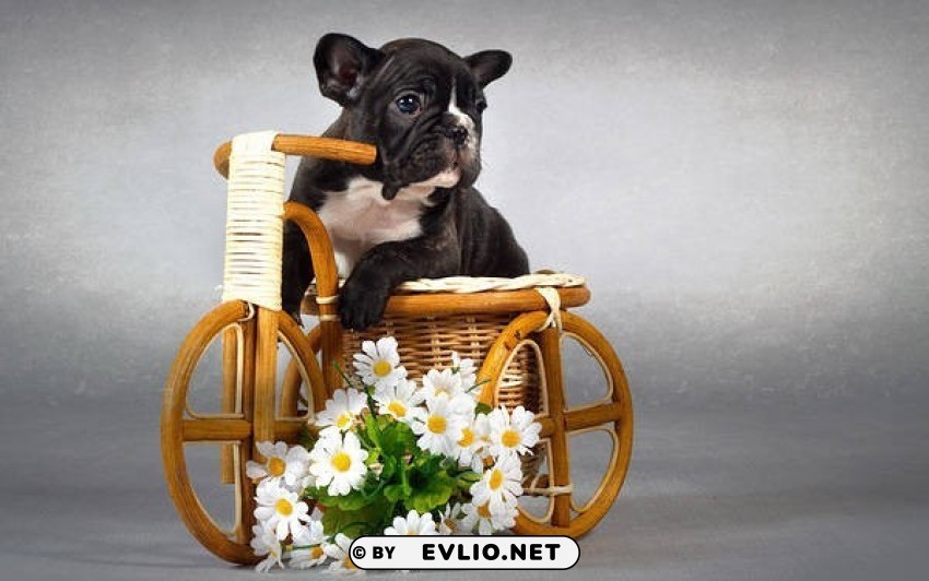 cute puppy with flowers wallpaper PNG with Isolated Object and Transparency