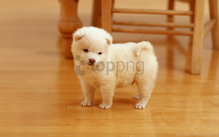 cutest puppy wallpaper Transparent background PNG gallery