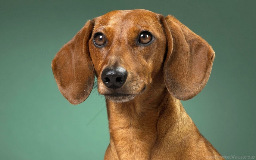 dachshund dog ears muzzle waiting wallpaper PNG isolated