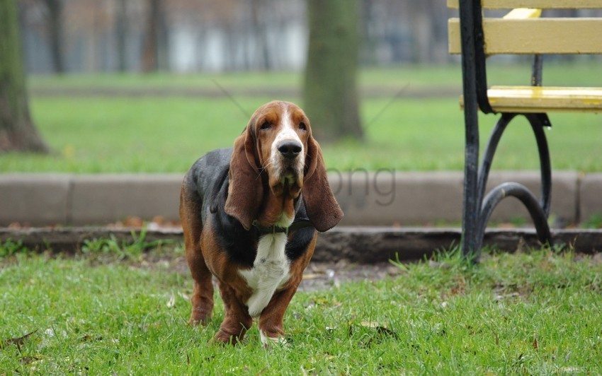 dachshund dog old park run wallpaper PNG Isolated Object with Clarity