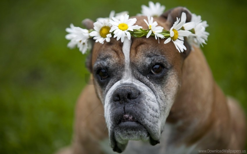 daisies dog flowers wreath wallpaper Transparent PNG Artwork with Isolated Subject