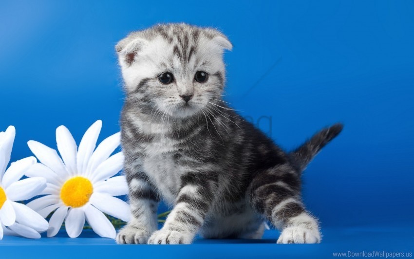 daisy flower kitten striped wallpaper Isolated Artwork on HighQuality Transparent PNG