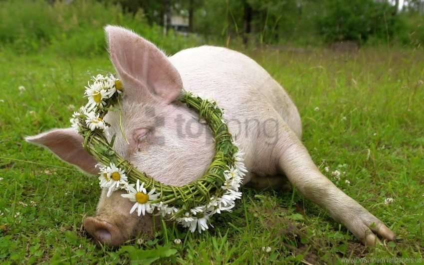 daisy flowers liegrass pig wreath wallpaper PNG images free