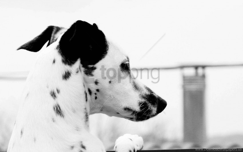 dalmatian dog head spot wallpaper Transparent background PNG stockpile assortment