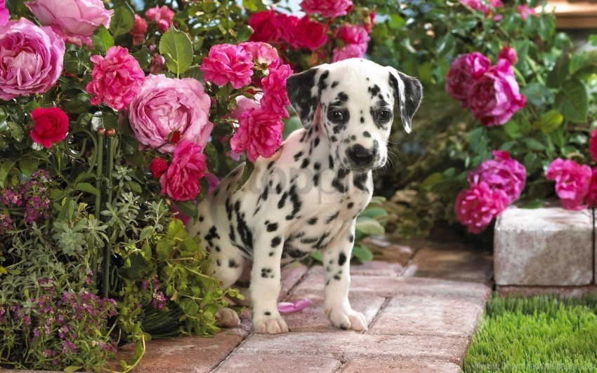 dalmatian flowers puppy sit wallpaper Alpha channel PNGs