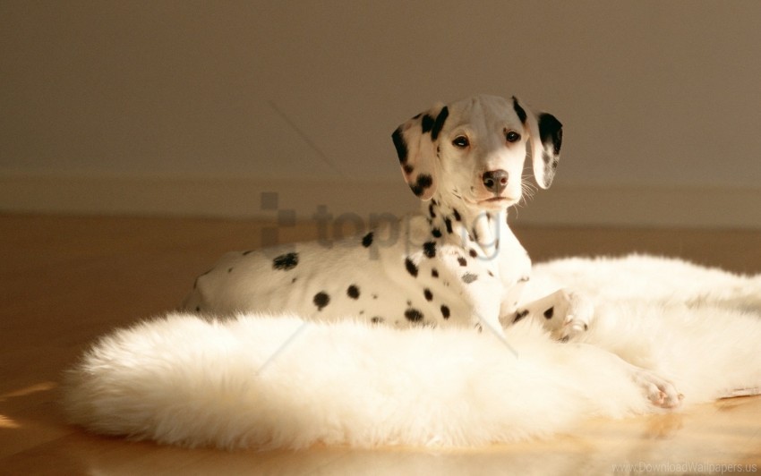 dalmatians fur lie rug wallpaper PNG objects