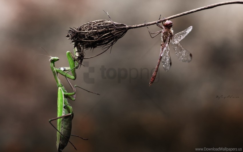 danger dragonfly dry flower grass insects macro mantis wallpaper HighQuality Transparent PNG Isolated Object