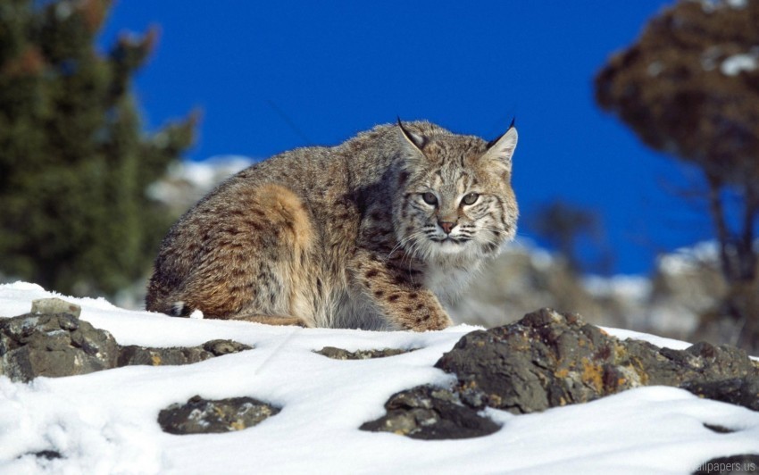 danger lynx rocks sky snow wallpaper Free PNG images with transparency collection