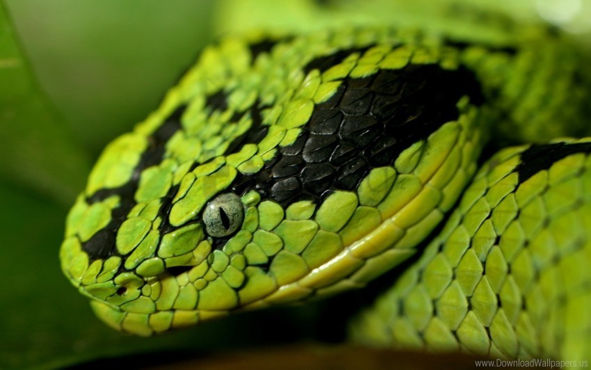 dangerous eyes face snake spotted wallpaper Isolated Subject with Clear PNG Background