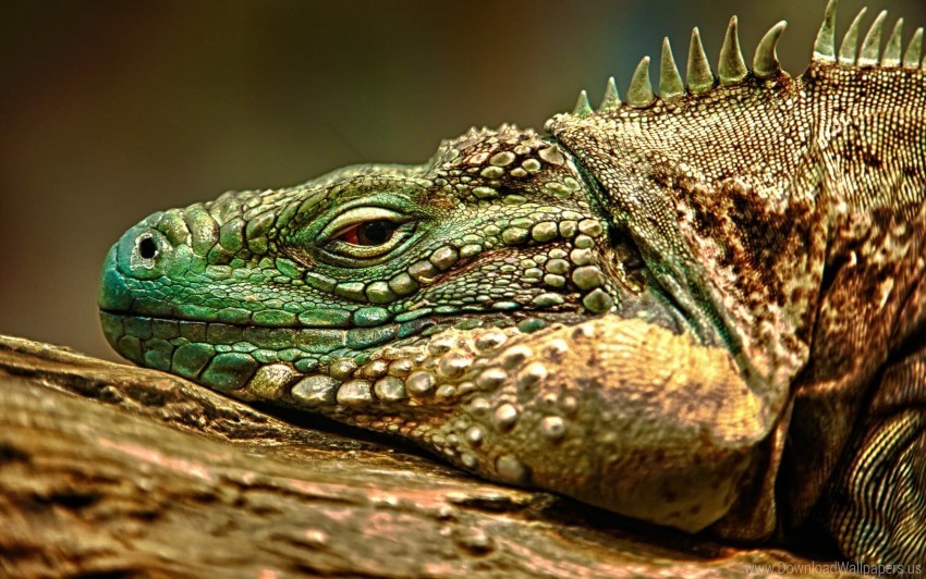 dangerous iguana reptile snout wallpaper PNG Image with Transparent Isolated Graphic Element