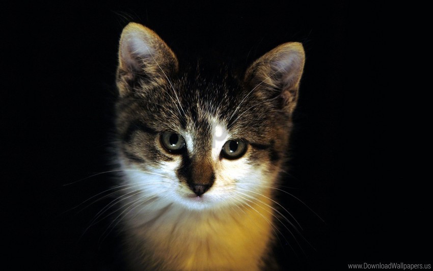 dark eyes face kitten wallpaper Isolated Item with Transparent PNG Background