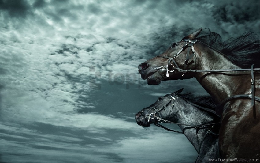 dark horses rate sky wallpaper ClearCut Background PNG Isolated Item