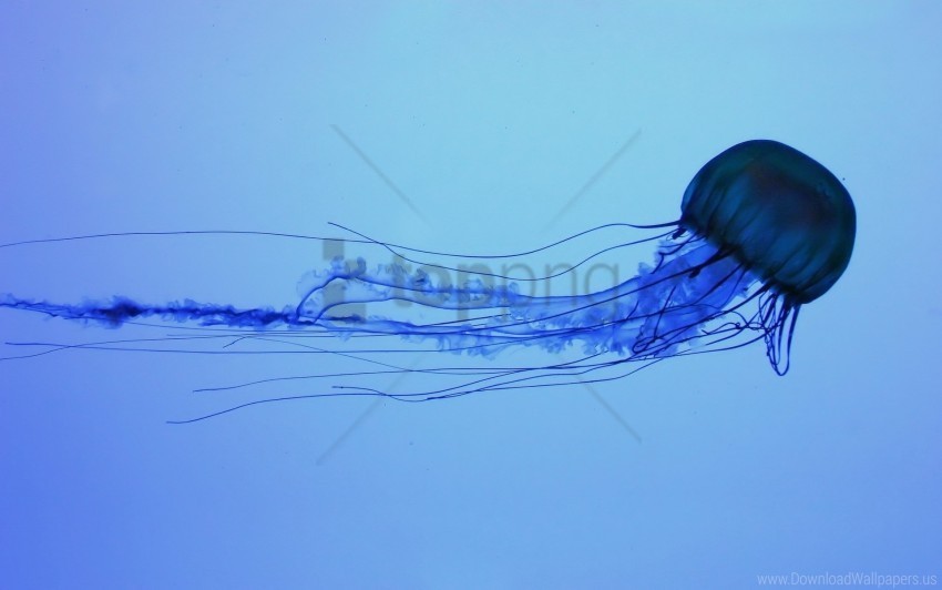 dark jellyfish swim underwater wallpaper Isolated Object with Transparent Background PNG