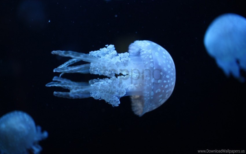 dark jellyfish swimming underwater wallpaper Transparent PNG images extensive gallery