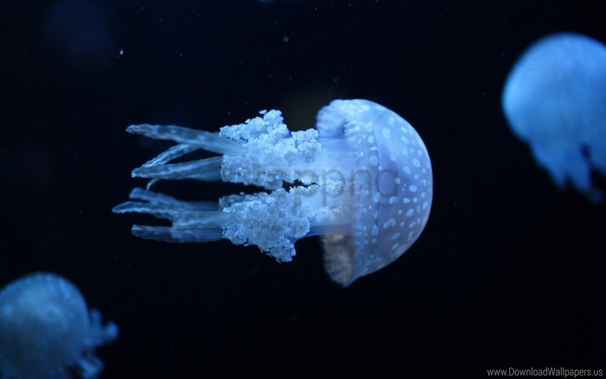 Dark Jellyfish Swimming Underwater Wallpaper Transparent PNG Images Extensive Gallery