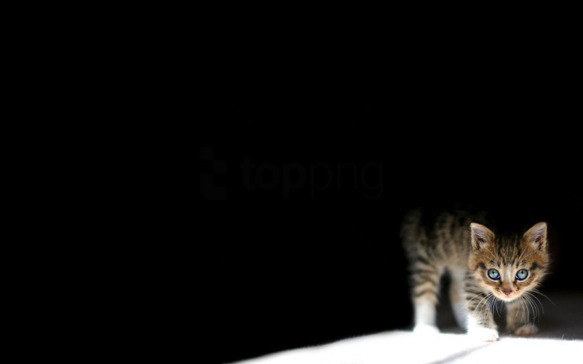 dark kitten lying wallpaper Transparent Background Isolation of PNG