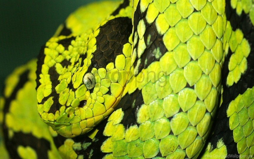 deadly snake wallpaper Transparent PNG images free download