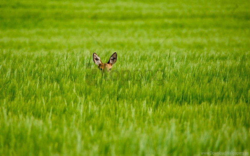 deer ears grass hide wallpaper HighQuality Transparent PNG Element