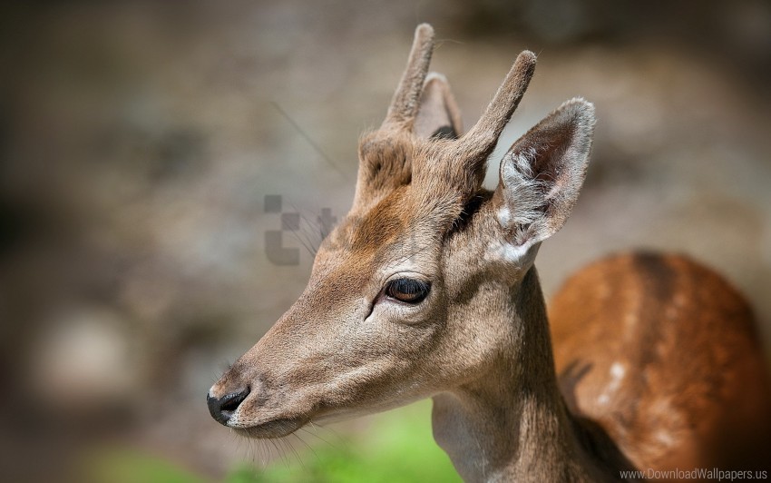 deer eyes face mottled wallpaper Isolated Illustration in HighQuality Transparent PNG