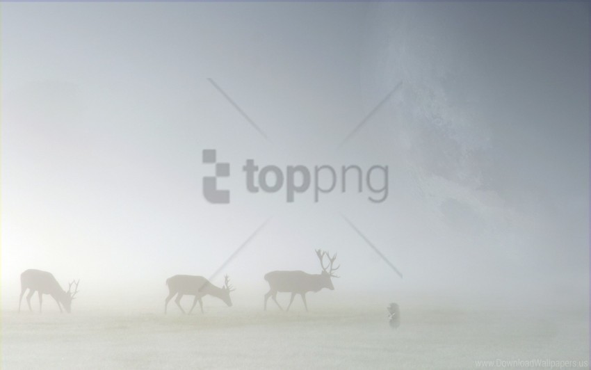 deer field fog silhouette wallpaper PNG images with clear cutout