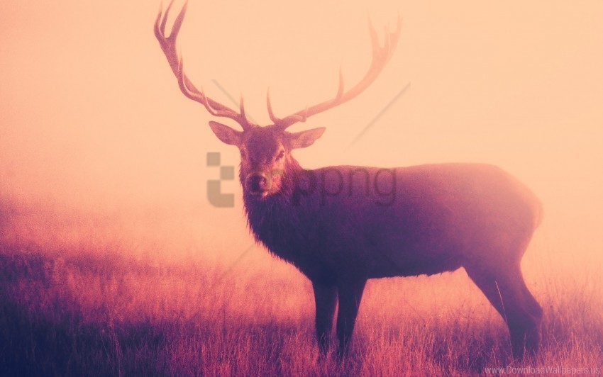 deer fog horns grass stand wallpaper PNG pictures with no background