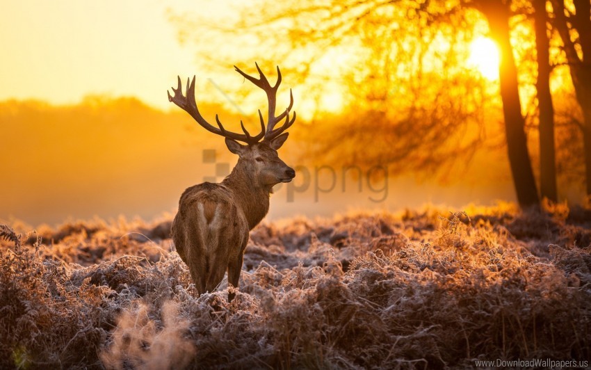 deer frost grass nature sunset wallpaper PNG images with alpha mask