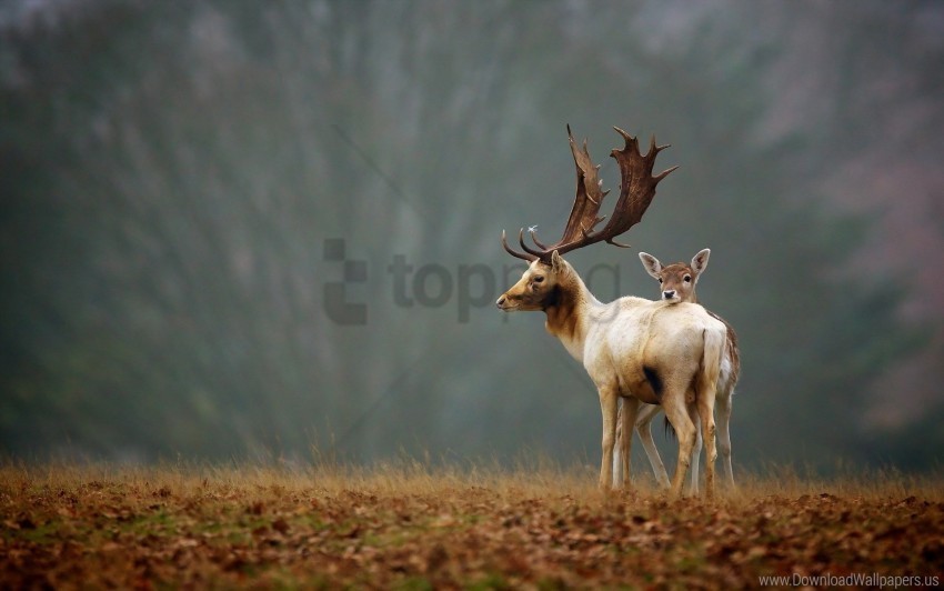 Deer Grass Nature Walk Wallpaper Free Transparent Background PNG