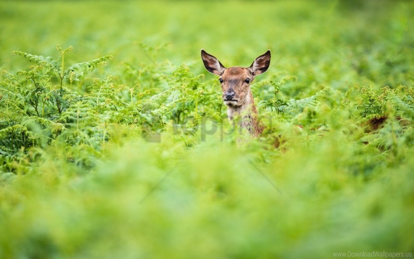 deer greens roe summer wallpaper Isolated Subject in HighQuality Transparent PNG