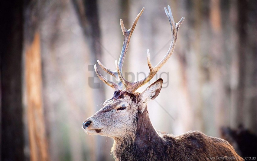 deer head horns trees wallpaper Transparent PNG graphics complete collection