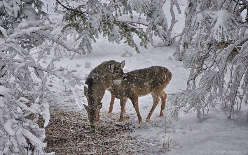 deer snow trees wallpaper Images in PNG format with transparency