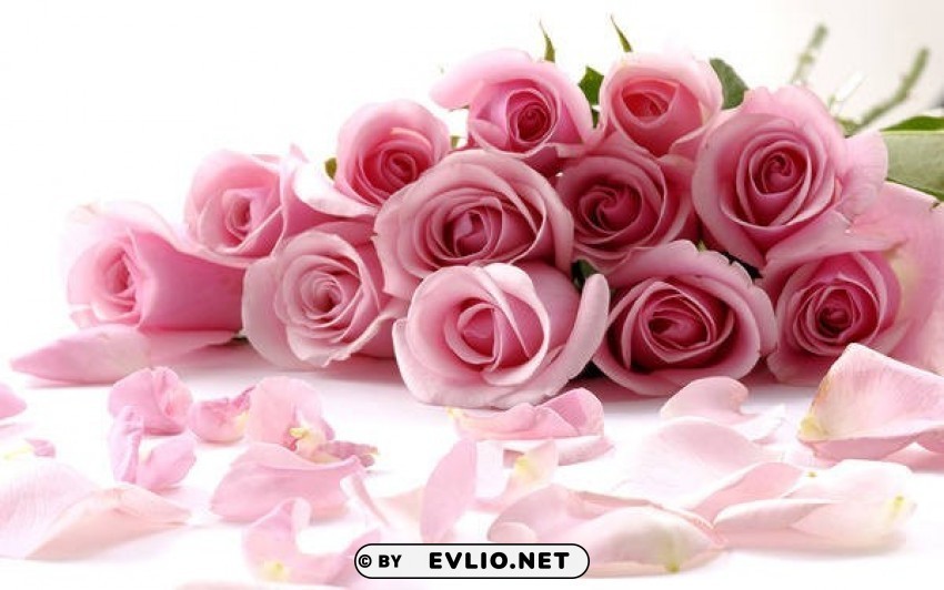 delicate beautiful light pink roses wallpaper Isolated Artwork on Transparent Background