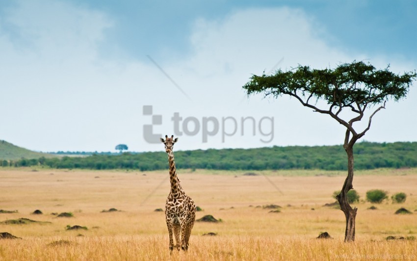desert giraffe savannah tree wallpaper Transparent PNG pictures complete compilation