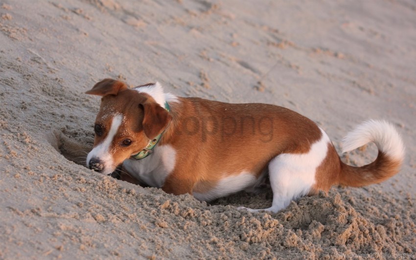 digging dog hole playful sand wallpaper Transparent graphics PNG
