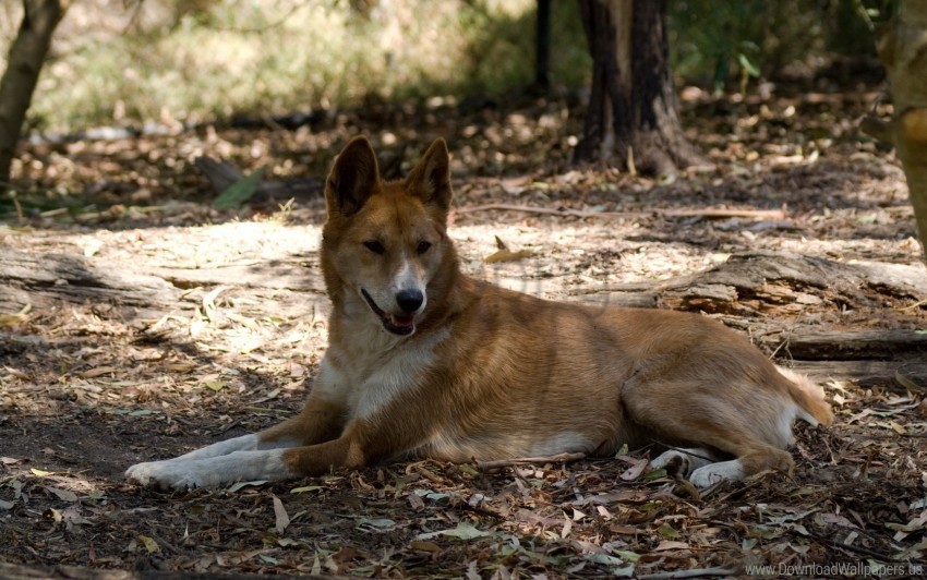 dingo lies resting wild dog wallpaper HighResolution Transparent PNG Isolated Graphic